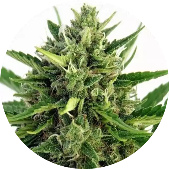 Growerz Магазин Семян Официальный Сайт