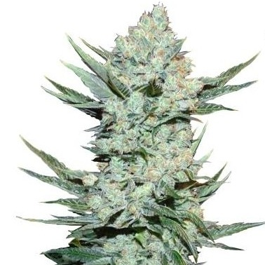 Growerz Магазин Семян Официальный Сайт
