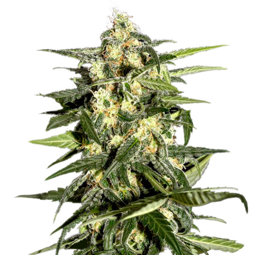 Growerz Магазин Семян Официальный Сайт