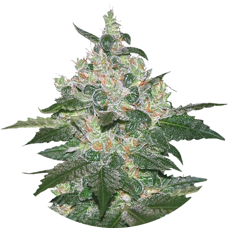 Growerz Магазин Семян Официальный Сайт