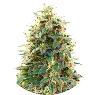 Growerz Магазин Семян Официальный Сайт