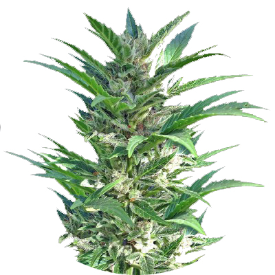 Growerz Магазин Семян Официальный Сайт
